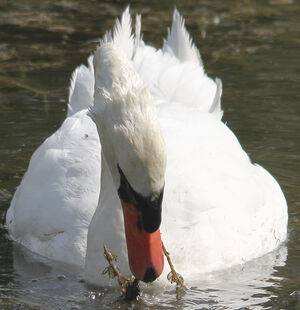 Mute Swan 
&copy; R�gis Poulet