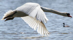 Mute Swan 
&copy; R�gis Poulet