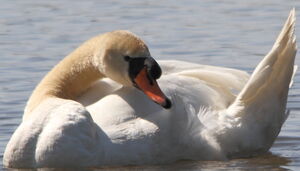 Mute Swan 
&copy; R�gis Poulet