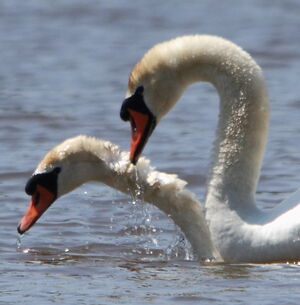 Mute Swan 
&copy; R�gis Poulet