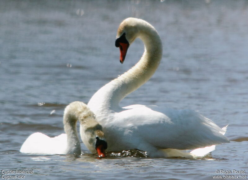 Mute Swan adult breeding, Behaviour