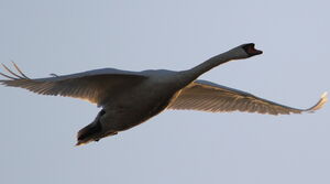 Mute Swan 
&copy; R�gis Poulet