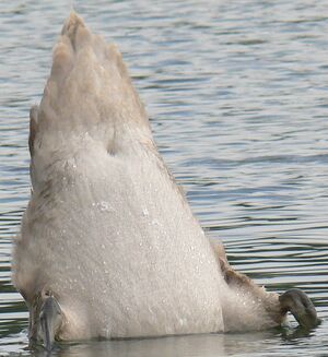 Cygne tuberculé