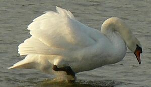 Cygne tuberculé