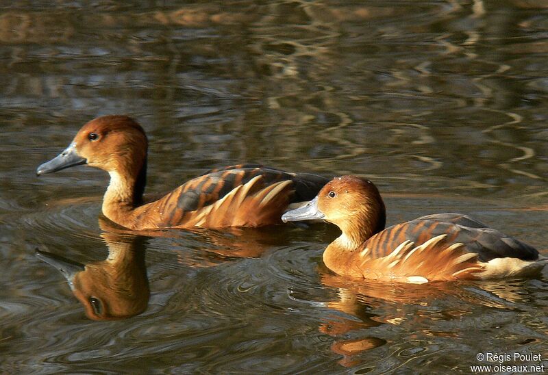 Fulvous Whistling Duck adult