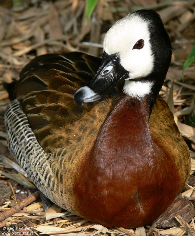White-faced Whistling Duckadult