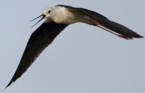 Black-winged Stilt