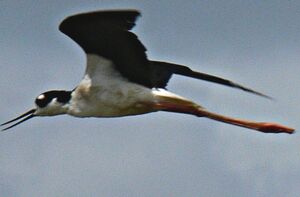 Black-necked Stilt