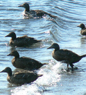 Common Eider