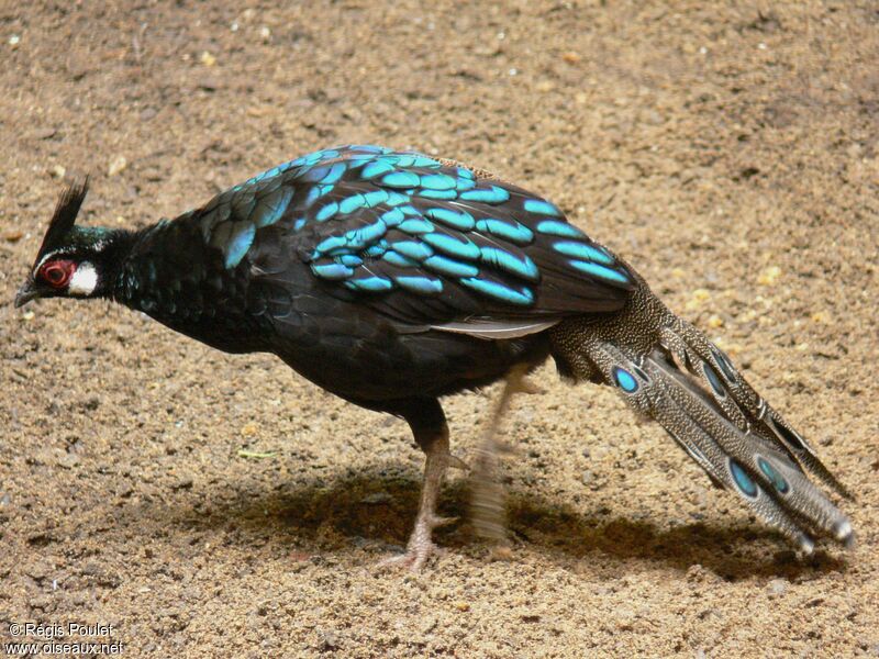 Palawan Peacock-Pheasant male adult