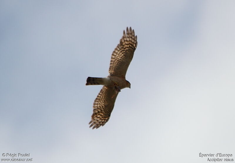 Eurasian Sparrowhawk, Flight