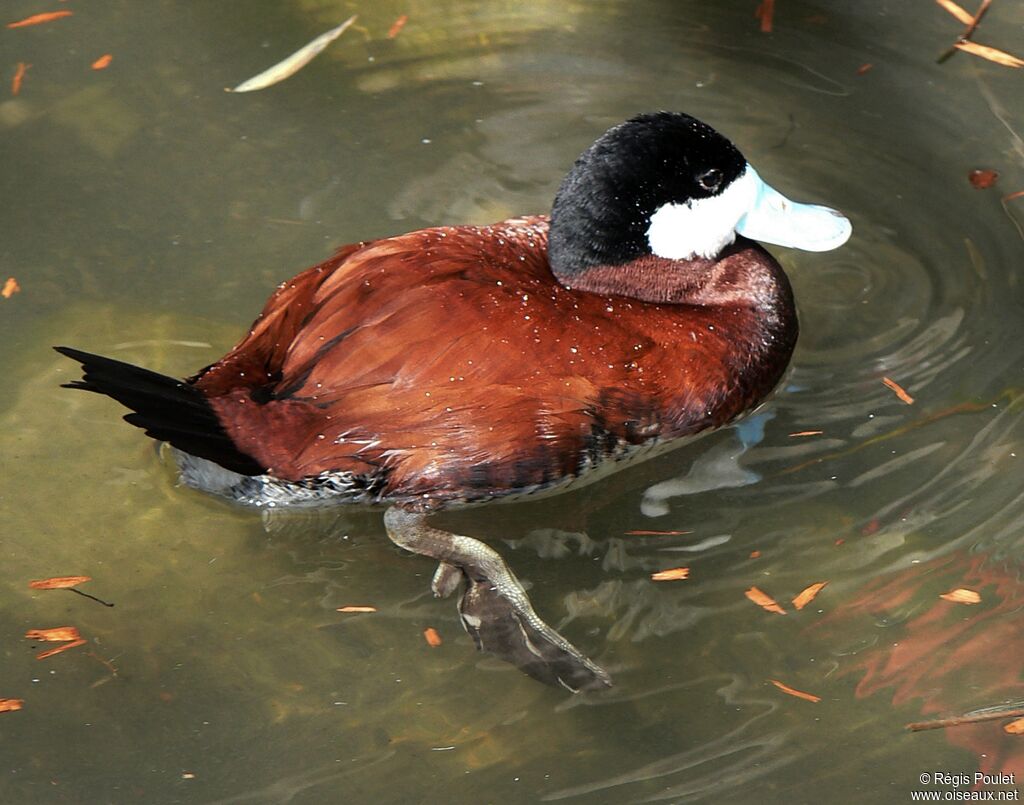 Ruddy Duck male adult, identification