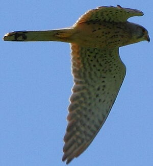 Faucon crécerelle
