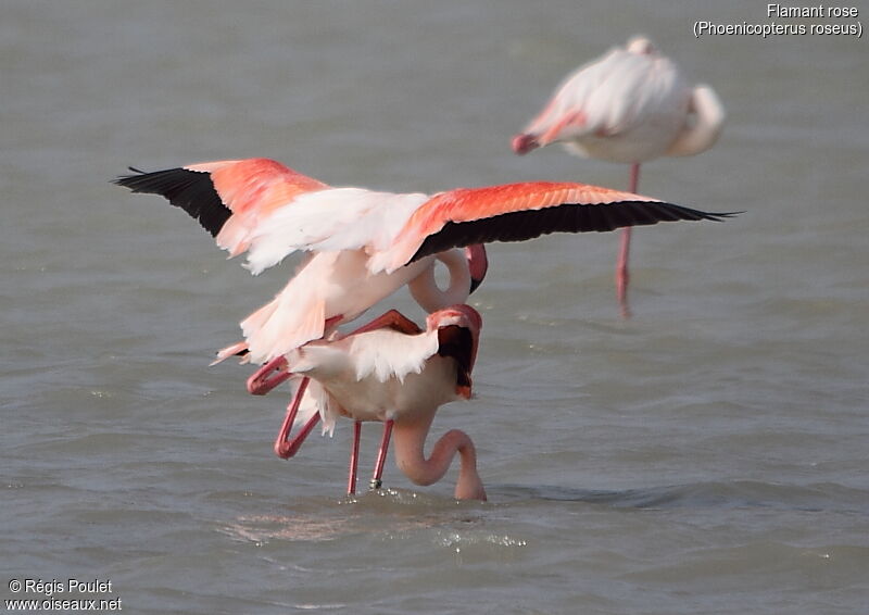 Greater Flamingo, Behaviour