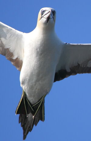 Northern Gannet