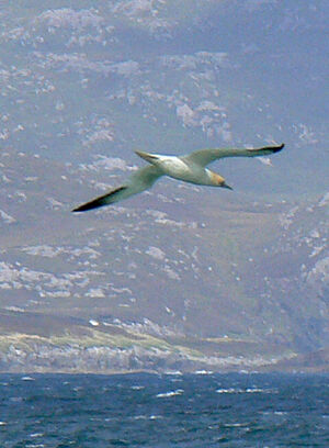 Northern Gannet 
&copy; R�gis Poulet