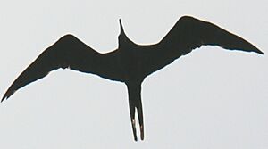 Magnificent Frigatebird