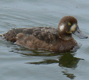 Greater Scaup