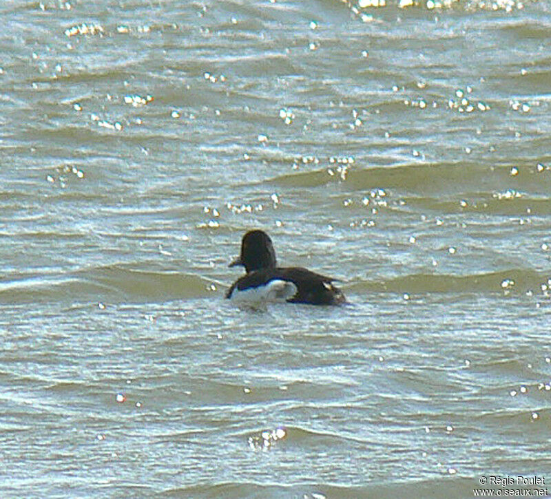 Greater Scaup male adult breeding