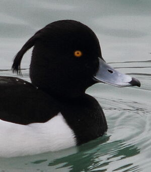 Tufted Duck
