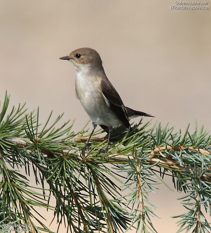 European Pied Flycatcher female adult, fishing/hunting