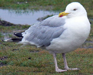 European Herring Gull