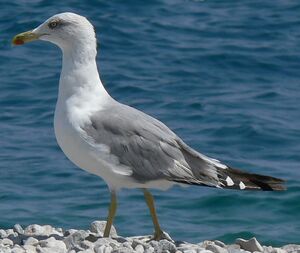 Go�land leucoph�e 
&copy; R�gis Poulet