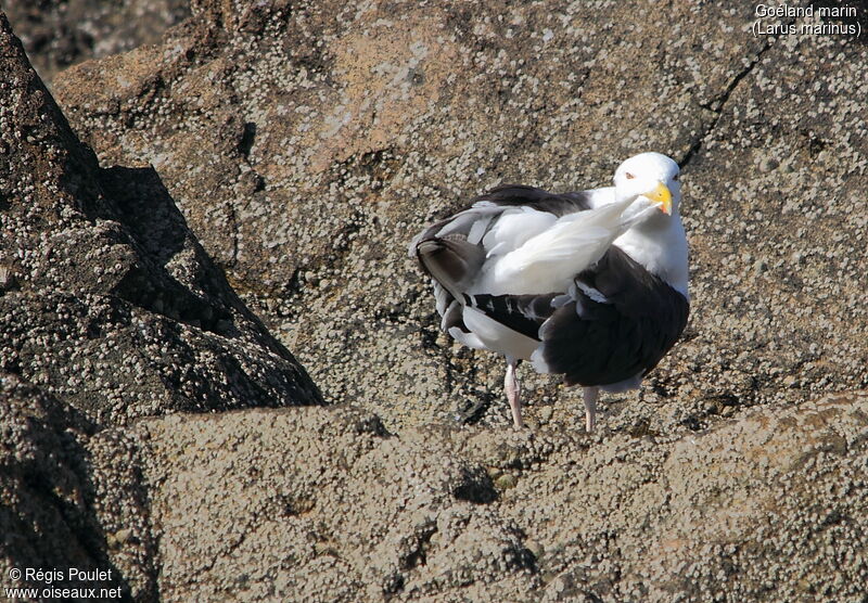 Great Black-backed Gull, Behaviour