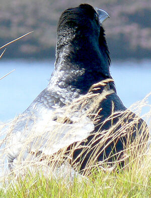 Northern Raven