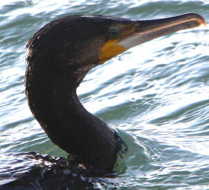 Great Cormorant