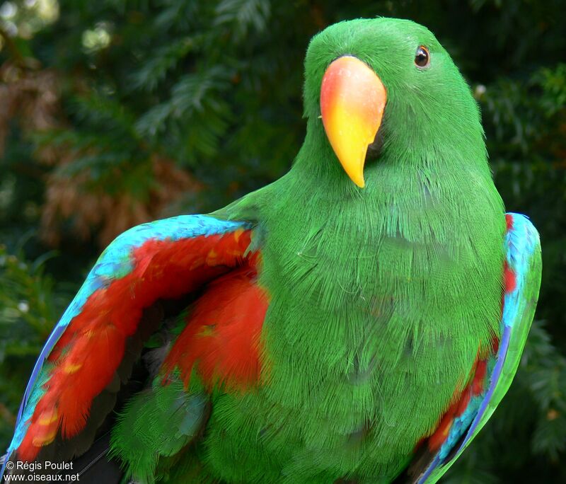 Moluccan Eclectus male adult