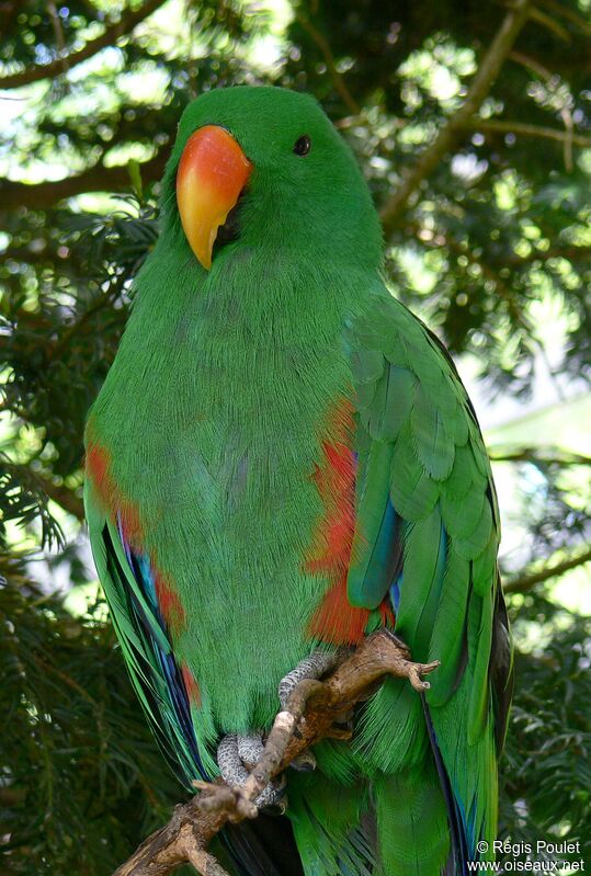 Eclectus Parrot male adult, identification