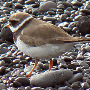 Common Ringed Plover