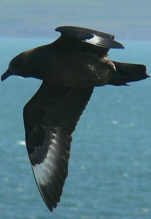 Great Skua 
&copy; R�gis Poulet