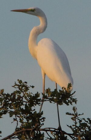 Great Egret