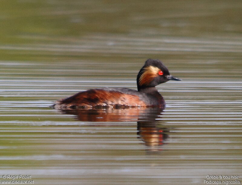 Black-necked Grebe male adult