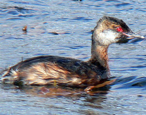 Horned Grebe