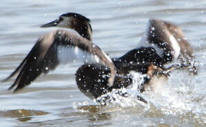 Great Crested Grebe