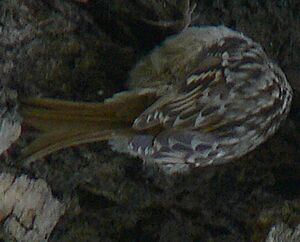 Short-toed Treecreeper