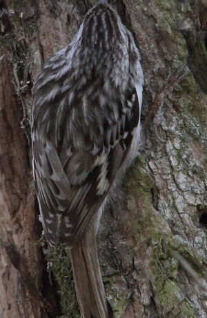 Short-toed Treecreeper 
&copy; R�gis Poulet
