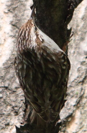 Short-toed Treecreeper 
&copy; R�gis Poulet
