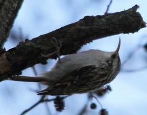 Short-toed Treecreeper 
&copy; R�gis Poulet