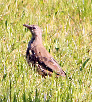 Mistle Thrush