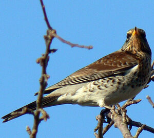 Fieldfare
