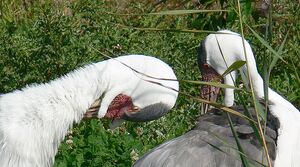 Wattled Crane
