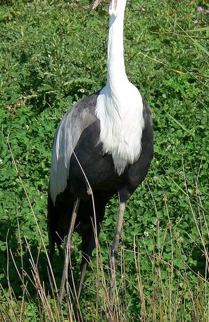 Grue caroncul�e