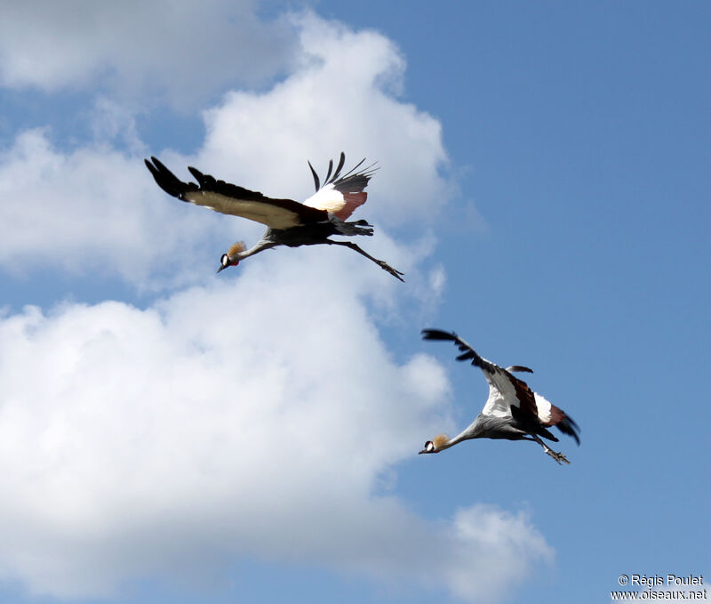 Black Crowned Crane, Flight