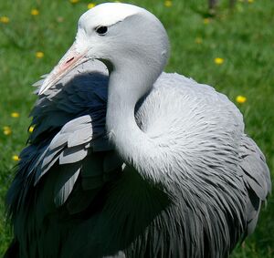 Blue Crane