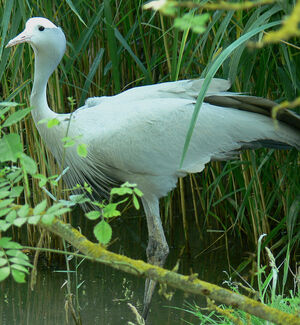 Blue Crane