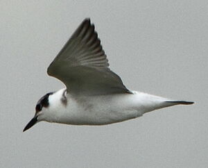 Black Tern